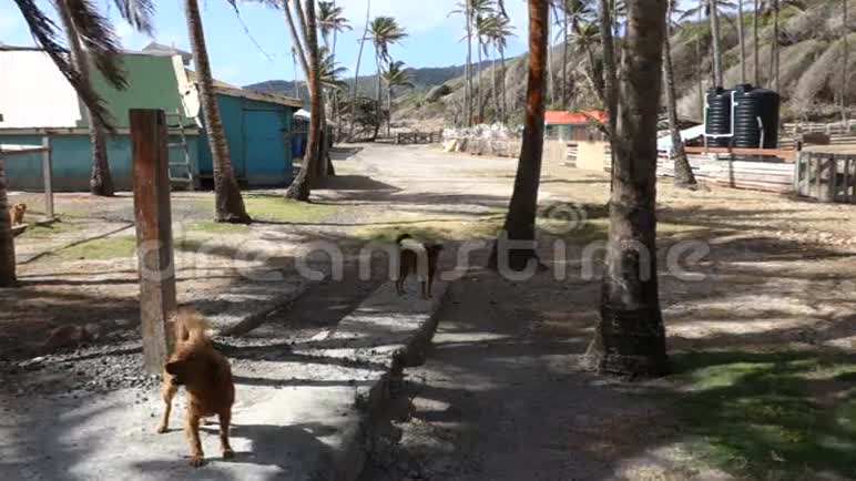 一只看门狗守护着风驰电掣的岛屿上的一个农场视频的预览图