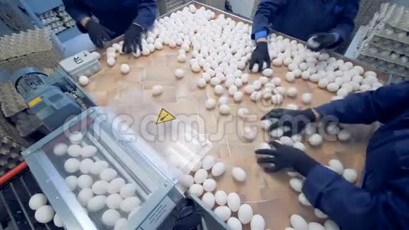 家禽工人把新鲜的鸡蛋放进箱子里家禽养殖场视频的预览图