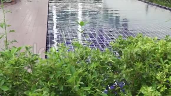 游泳池的绿色花园边界视频的预览图