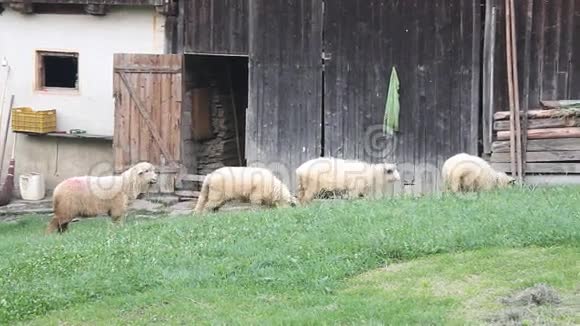 羊群在院子里吃草视频的预览图