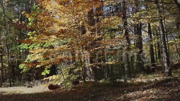 秋天的木迹视频的预览图