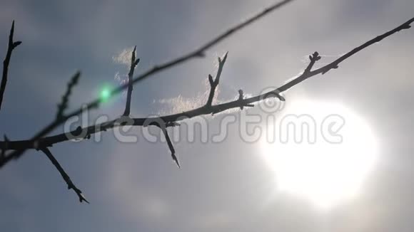 蓝色背景上的干树枝干燥的树枝带刺的刺和蜘蛛网对抗生活方式蓝天阳光视频的预览图