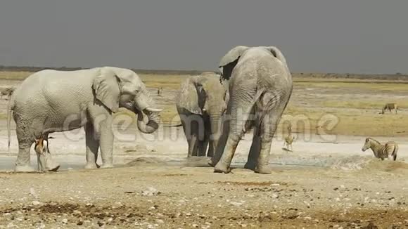 斑马和大象视频的预览图