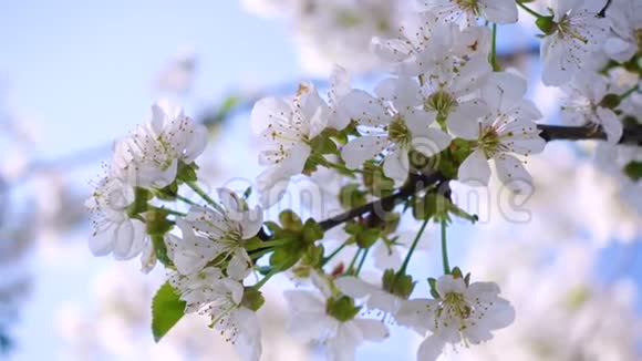 樱花在阳光明媚的花园里盛开视频的预览图