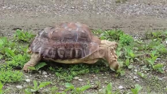 非洲刺龟行走视频的预览图