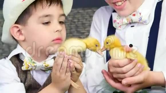 特写镜头两个穿着时髦的乡下男孩和小鸭子小鸡和一只小狗玩在背景中视频的预览图