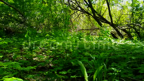 绿色森林地面植物的观点林下茂密的绿树视频的预览图