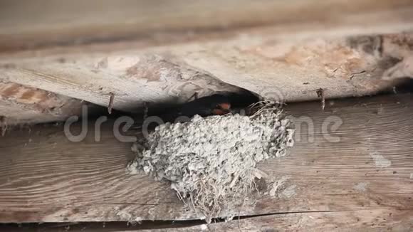 粘土燕子巢位于房子的墙上视频的预览图
