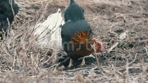黑白农场鸡在深秋或早春的枯草中放牧视频的预览图
