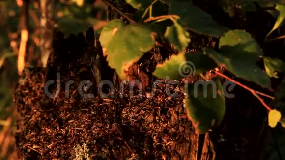 蚂蚁住在一个古老的烂桦树桩里视频的预览图