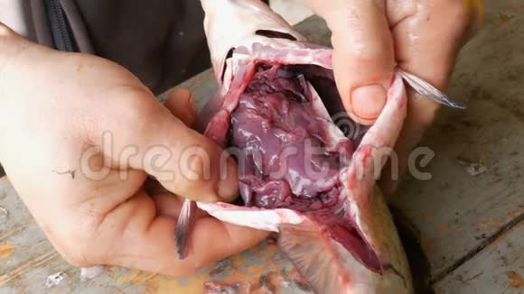 鱼里面有很多鱼子酱和内脏雄性渔夫用手把一条大的淡水鱼的腹部砍在木头上视频的预览图