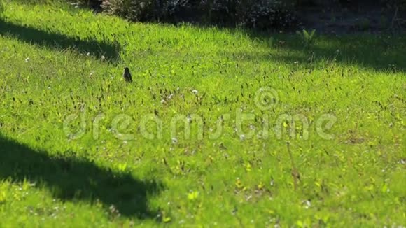 草坪上的麻雀视频的预览图