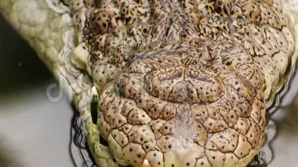 鳄鱼身体野生爬行动物视频的预览图
