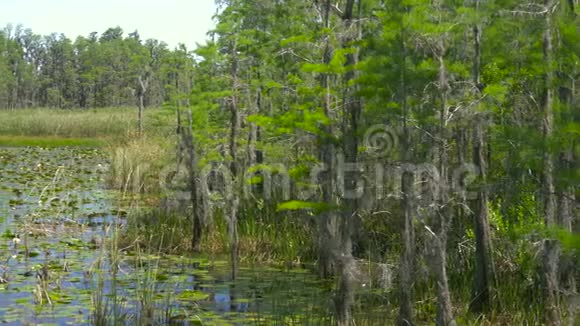 热带森林环境下的郁郁葱葱的绿色沼泽视频的预览图