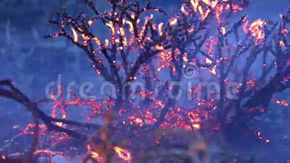 森林火灾后冒烟视频的预览图