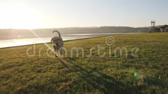 阳光明媚的一天可爱的小狗带着球在湖边奔跑视频的预览图