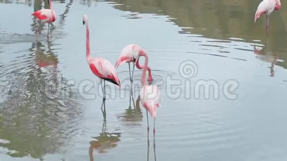 粉红色的火烈鸟长腿站在水里寻找食物五颜六色的异国鸟热带动物视频的预览图