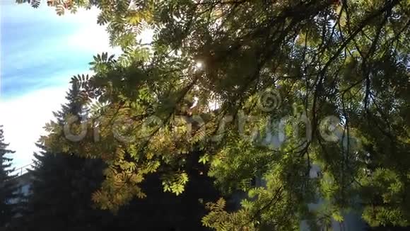 阳光透过树叶照耀视频的预览图