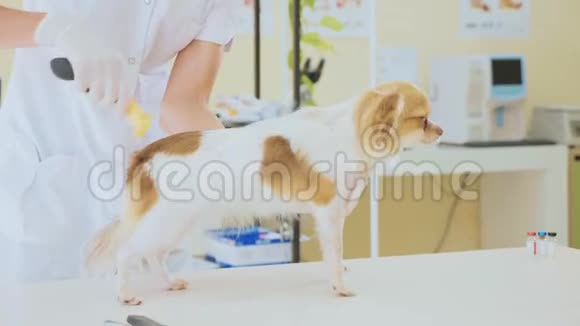 在兽医诊所检查考试时用宠物梳理狗宠物概念视频的预览图