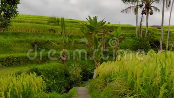 贾蒂鲁维绿色土地村的慢镜头巴厘岛上一家人的美丽的稻田视频的预览图