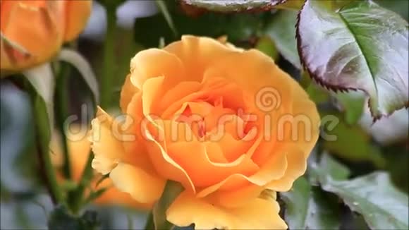 黄色玫瑰在花园里视频的预览图