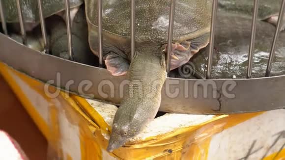几只海龟在市场的笼子里乌龟推了推头杆越南的市场新鲜产品视频的预览图