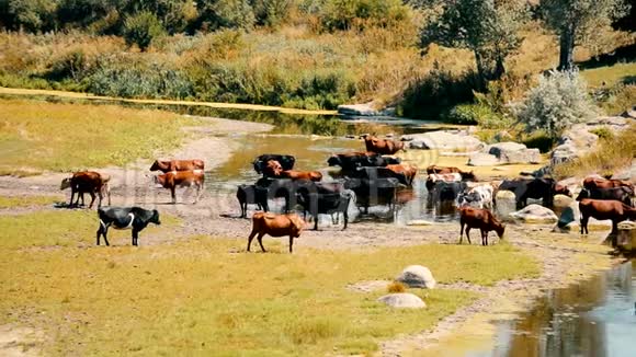 河上的棕色黑白相间的奶牛晴朗的夏日视频的预览图