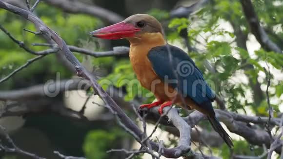 鹳嘴翠鸟分布于热带印度次大陆的乔木翠鸟视频的预览图