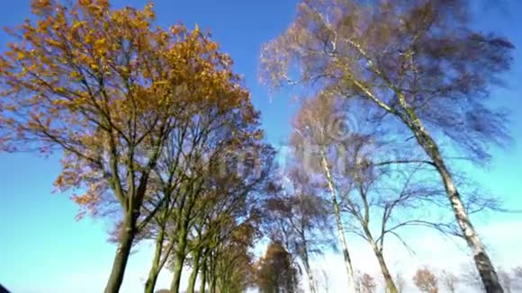 日光下闪耀的树木视频的预览图