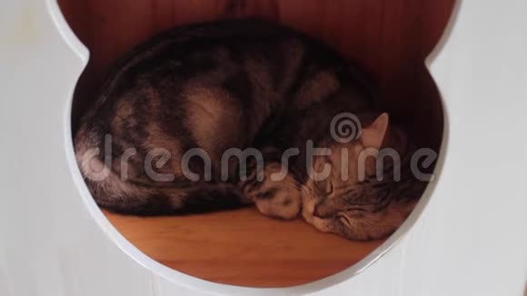 可爱的猫睡在房子玩具里视频的预览图