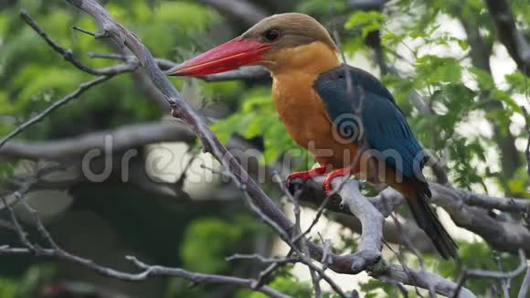 鹳毛翠鸟分布于热带印度次大陆的乔木翠鸟视频的预览图