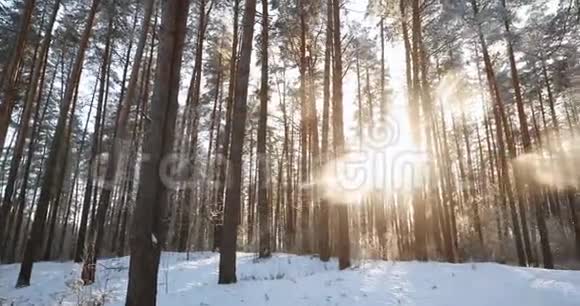 美丽的日落日出阳光阳光在阳光明媚的冬季雪松林潘全景视频的预览图