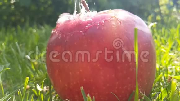 苹果湿雨在草地上健康晨浇慢镜头拍摄视频的预览图