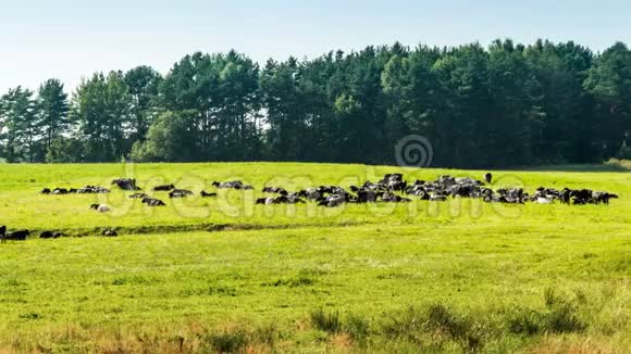 一群牛在草地上靠近森林时间的流逝视频的预览图