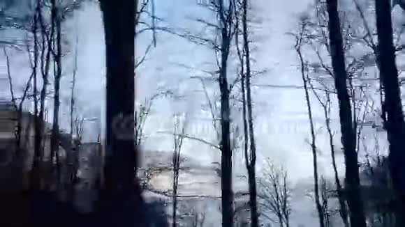 开车穿过森林视频的预览图