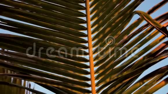 蓝天映衬下的棕榈叶视频的预览图