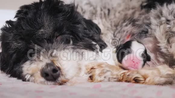 狗和他新生的小狗睡觉关心和本能视频的预览图