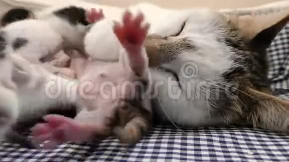猫妈妈和小猫宝宝视频的预览图