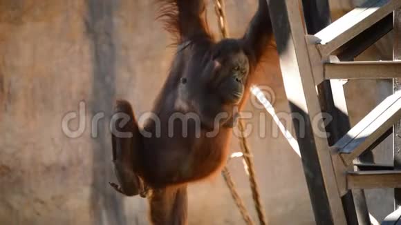 雌性猩猩挂在一个结构上视频的预览图