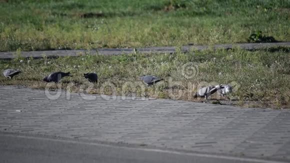 鸽子在人行道附近的草坪上觅食视频的预览图