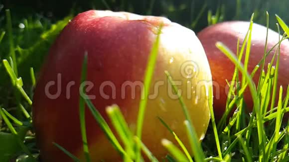 苹果湿在草地上浇水慢镜头拍摄视频的预览图