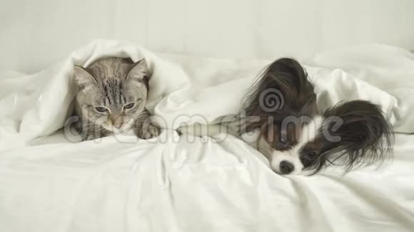 猫和狗躺在床上躺在毯子下的股票录像视频的预览图