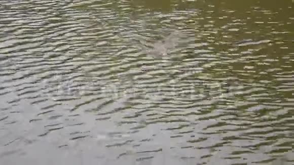 夏天麝鼠在池塘水面上快速游泳视频的预览图