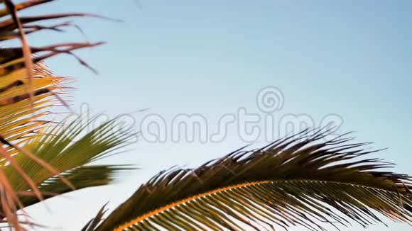 蓝天映衬下的棕榈叶视频的预览图