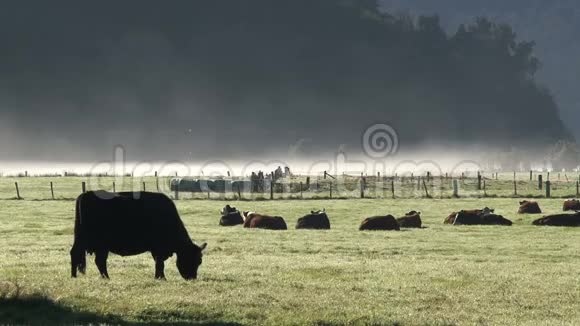 早上在新西兰奶牛视频的预览图