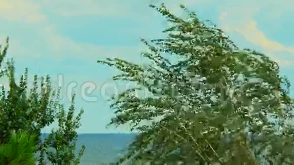 沙滩风桦木视频的预览图