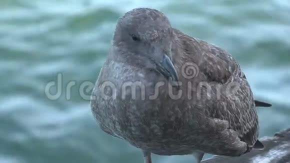 年轻的海鸥旧金山视频的预览图
