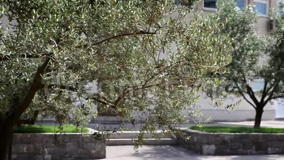 公园里的几棵橄榄树视频的预览图