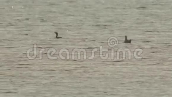 保加利亚波莫里大盐湖上的海鸥和鸭子视频的预览图