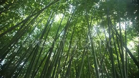 一片茂密的竹林中的眩光和阳光视频的预览图